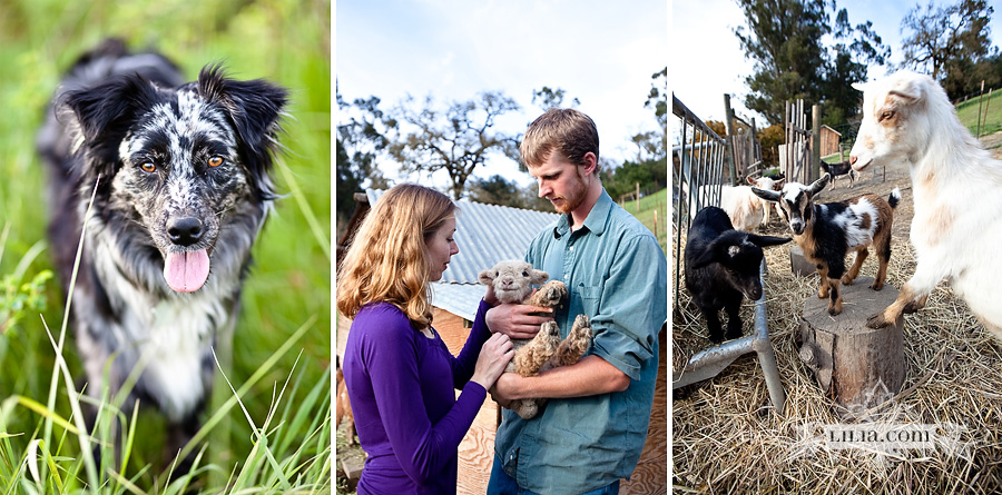 Healdsburg Engagement Session