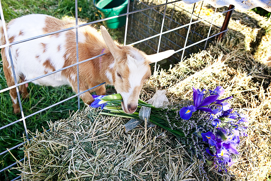 Healdsburg Farm Wedding