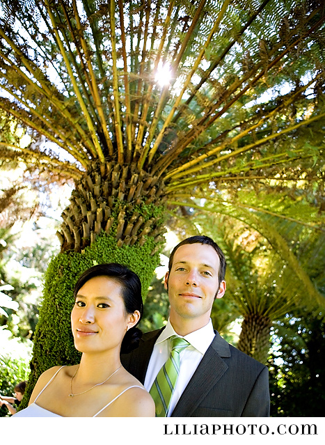 Ferns