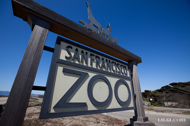 San Francisco Zoo Wedding