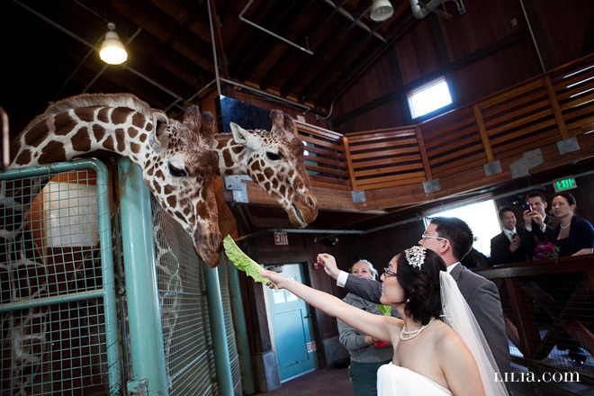 Bride and Groom Feeding Giraffes at San Francisco Zoo Wedding