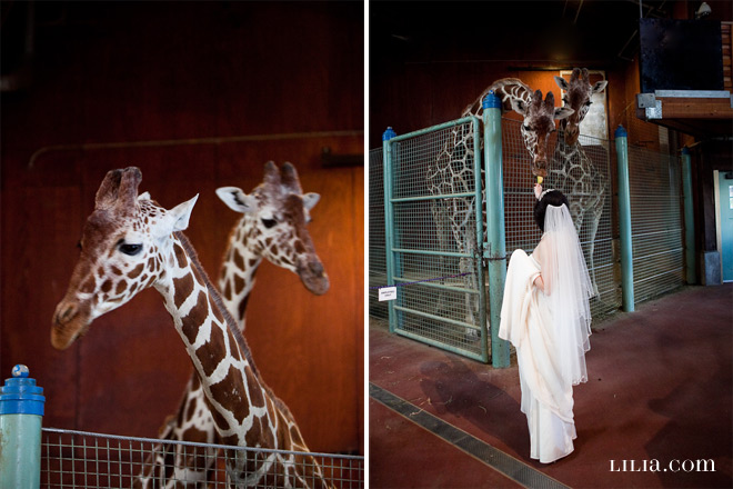 Bride and Groom Feeding Giraffes at San Francisco Zoo Wedding