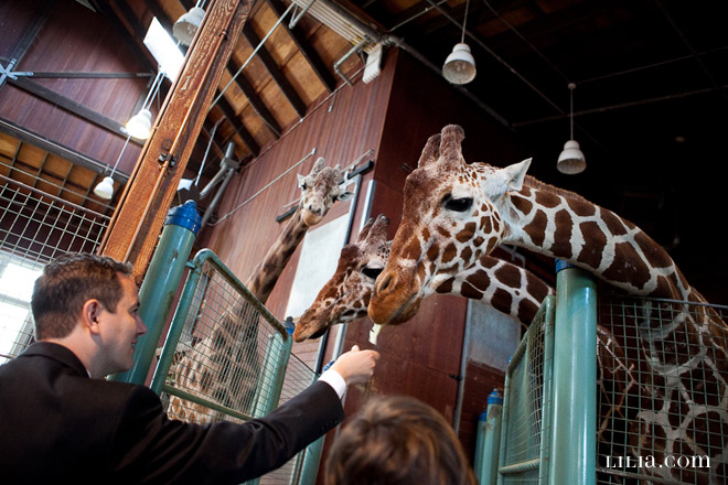Bride and Groom Feeding Giraffes at San Francisco Zoo Wedding