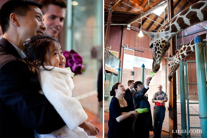Bride and Groom Feeding Giraffes at San Francisco Zoo Wedding