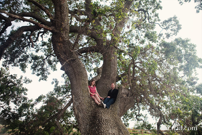 Engagement Session, Couple in Field with Giant Oak Tree